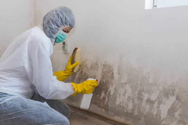 Mold Removal and Inspection in Ocean View, DE