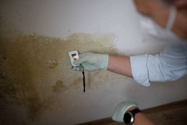 Best Same-Day Mold Removal  in Ocean View, DE