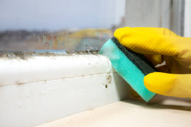 Best Affordable Mold Removal  in Ocean View, DE