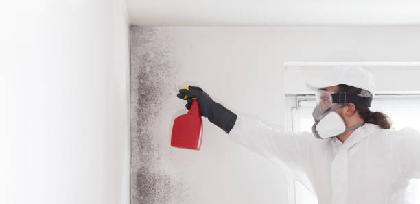 Best Attic Mold Removal  in Ocean View, DE