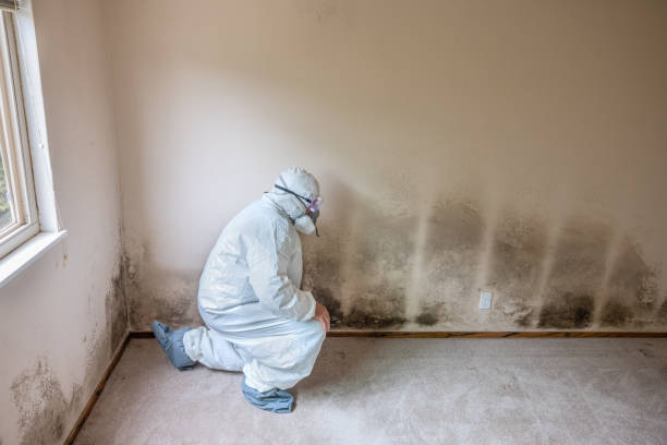 Best Mold Removal and Inspection  in Ocean View, DE