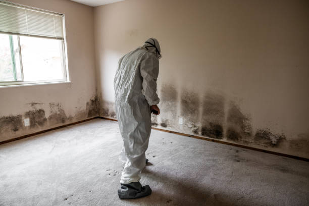 Best Professional Mold Removal  in Ocean View, DE