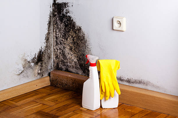 Best Commercial Mold Removal  in Ocean View, DE