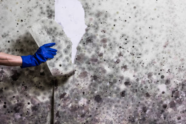 Best Crawl Space Mold Removal  in Ocean View, DE
