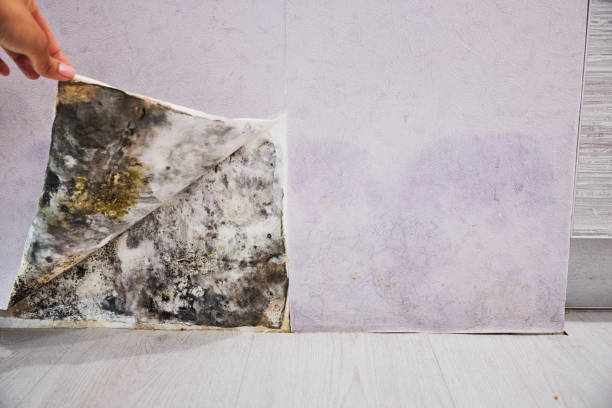 Mold Testing and Removal in Ocean View, DE